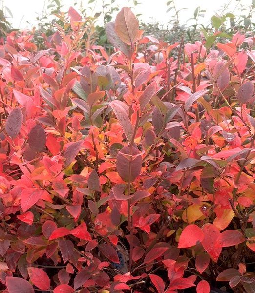 Vaccinium corymbosum 'Elliott'